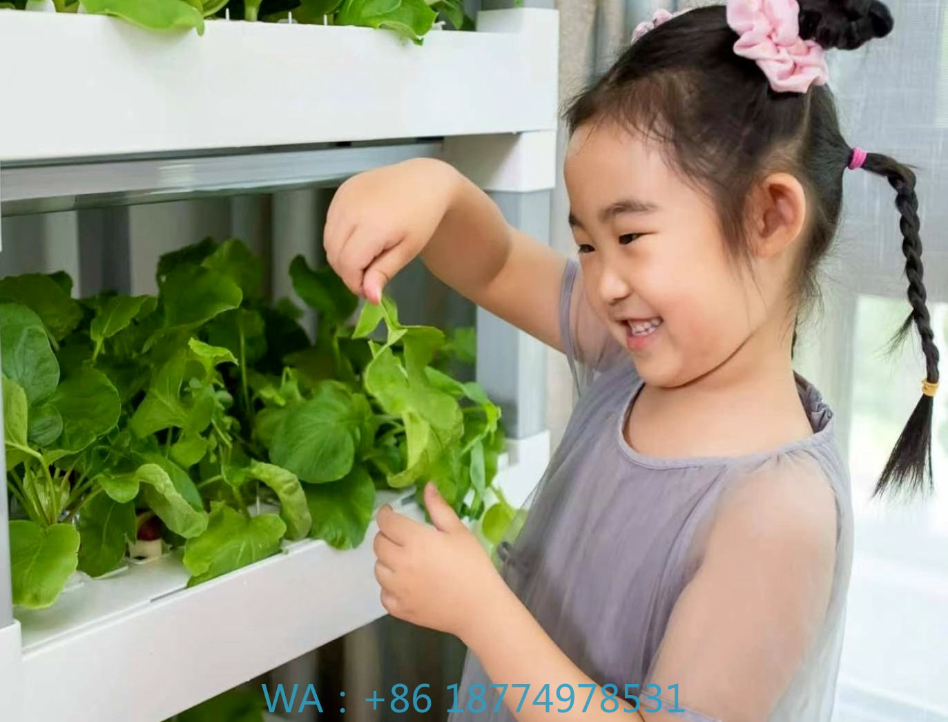 nt China Hydrokultur Grow Box  - Home Automation Systems Diy บทวิจารณ์และราคา