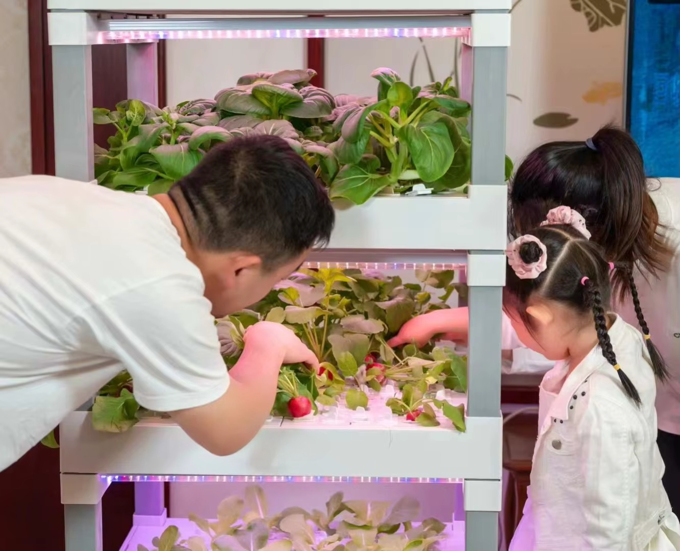 nt China Hydrokultur Grow Box  - Home Automation Systems Diy บทวิจารณ์และราคา