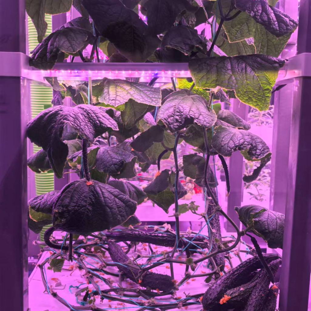 nt China Hydrokultur Grow Box  - Home Automation Systems Diy บทวิจารณ์และราคา